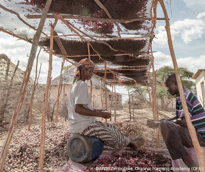 Bio-Zertifizierung von Kleinbauern in Simbabwe